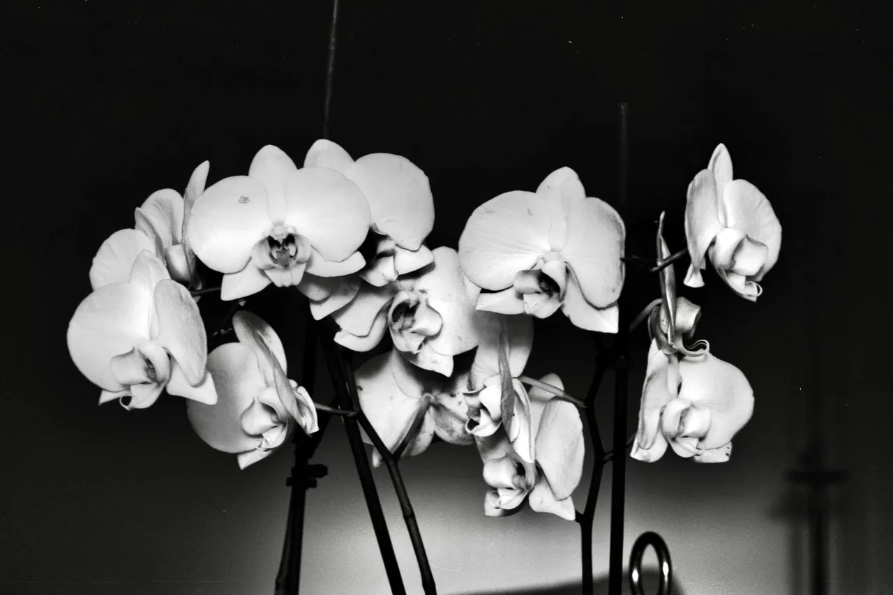 Rami di orchidee bianche su fondo nero