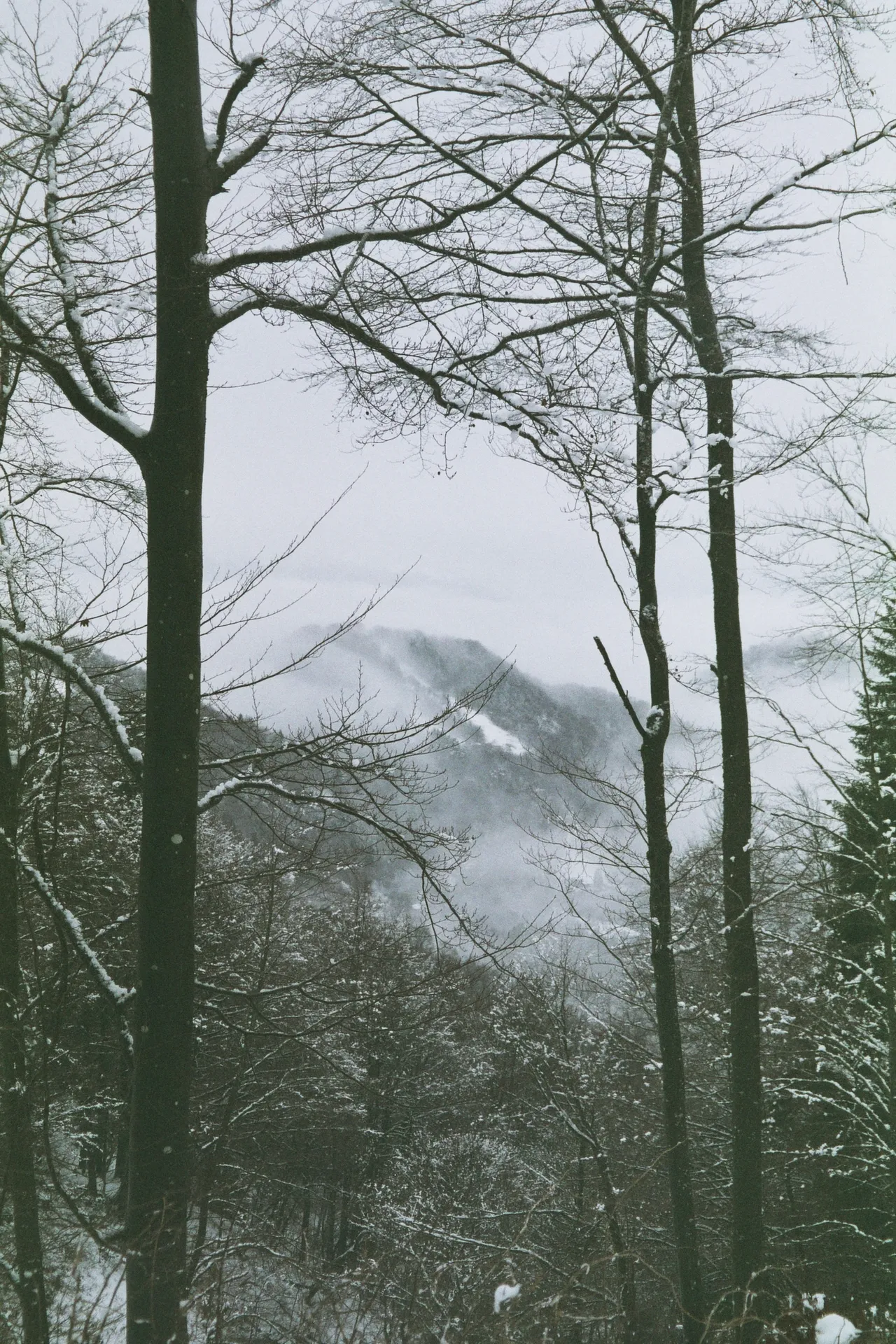 Alberi spogli in un bosco di montagna avvolto dalla nebbia